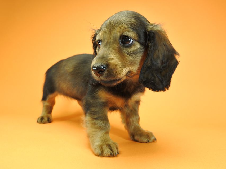 カニンヘンダックスフンド ロングヘアード ナツ.mh & アン.mhの子犬 シェーデットレッド 女の子（1） お写真初登場