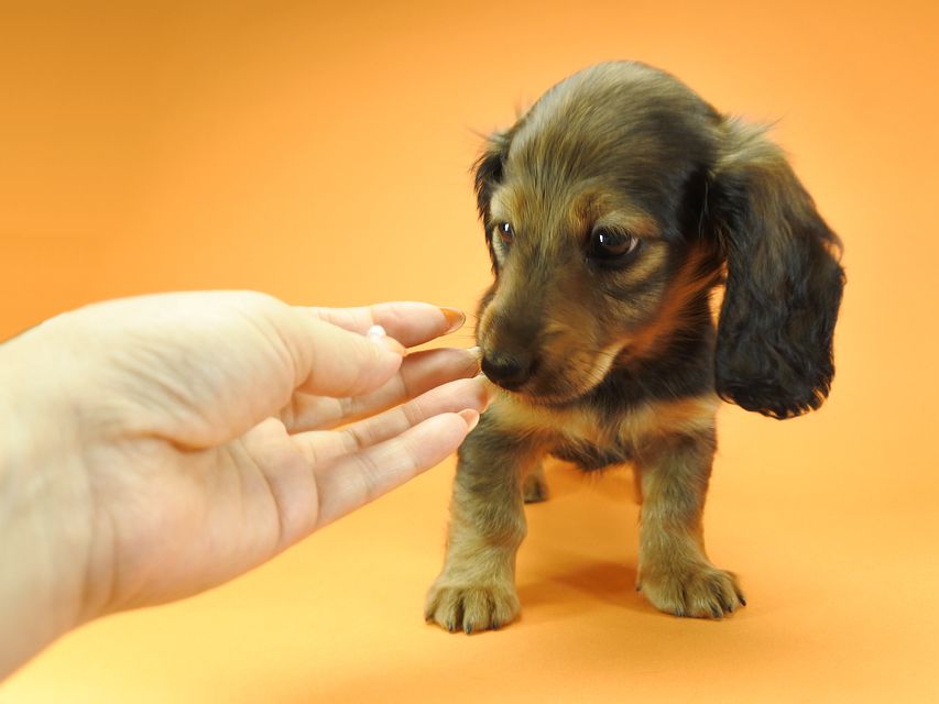 カニンヘンダックスフンド ロングヘアード ナツ.mh & アン.mhの子犬 シェーデットレッド 女の子（1） お写真初登場
