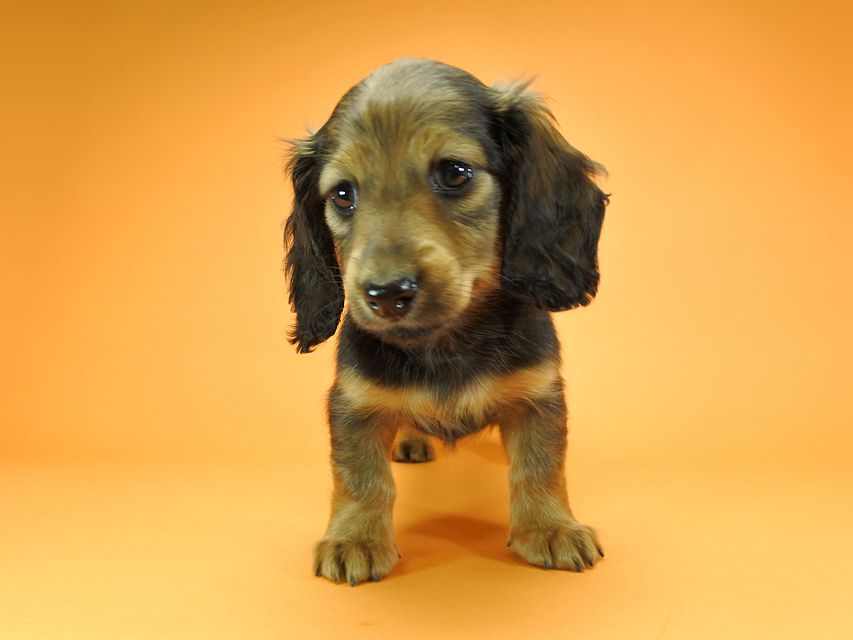 カニンヘンダックスフンド ロングヘアード ナツ.mh & アン.mhの子犬 シェーデットレッド 女の子（1） お写真初登場