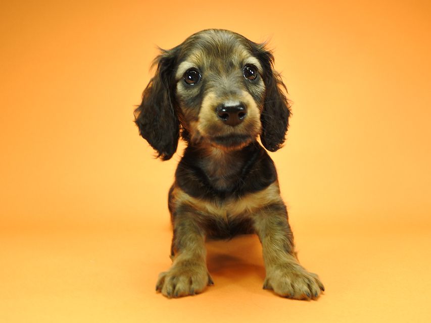 カニンヘンダックスフンド ロングヘアード ナツ.mh & アン.mhの子犬 シェーデットレッド 女の子（2） お写真初登場