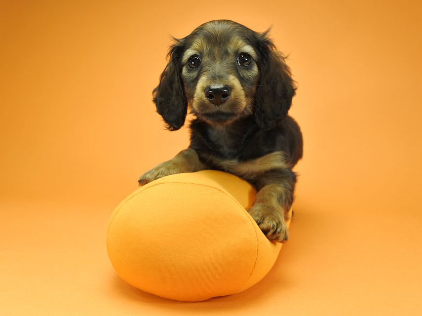 カニンヘンダックスフンド ロングヘアード ナツ.mh & アン.mhの子犬 シェーデットレッド 女の子（2） お写真初登場