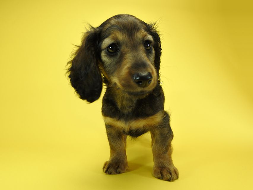 カニンヘンダックスフンド ナツ.mh & アン.mhの子犬 シェーデットレッド 女の子（2）