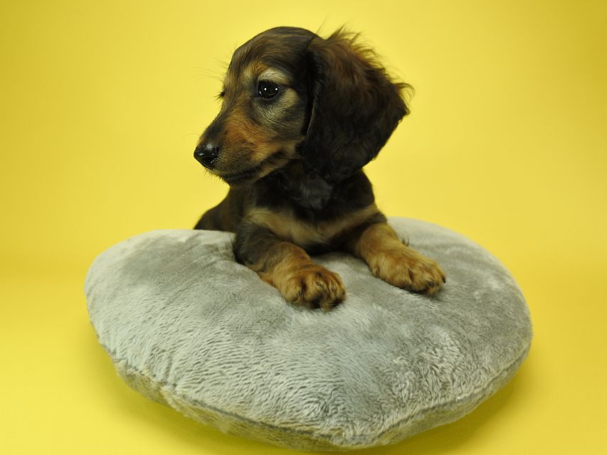 カニンヘンダックスフンド ナツ.mh & アン.mhの子犬 シェーデットレッド 女の子（2）