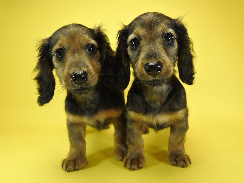 カニンヘンダックスフンド ナツ.mh & アン.mhの子犬 シェーデットレッド 女の子（1）（2）