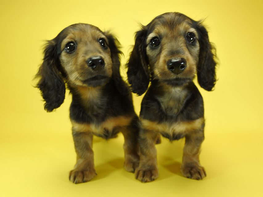 カニンヘンダックスフンド ナツ.mh & アン.mhの子犬 シェーデットレッド 女の子（1）（2）