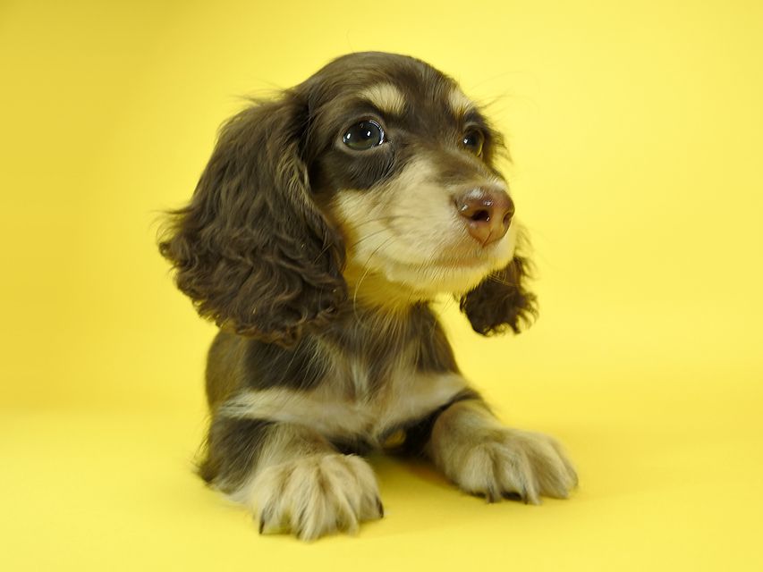 カニンヘンダックスフンド ロングヘアード キキ.mh & ジャック.mhの子犬 チョコクリーム 男の子_DSC3155 カニンヘンダックスフンド ロングヘアード キキ.mh & ジャック.mhの子犬 チョコクリーム 男の子