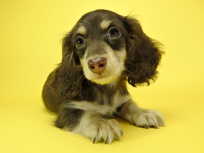 カニンヘンダックスフンド ロングヘアード キキ.mh & ジャック.mhの子犬 チョコクリーム 男の子_DSC3159 カニンヘンダックスフンド ロングヘアード キキ.mh & ジャック.mhの子犬 チョコクリーム 男の子