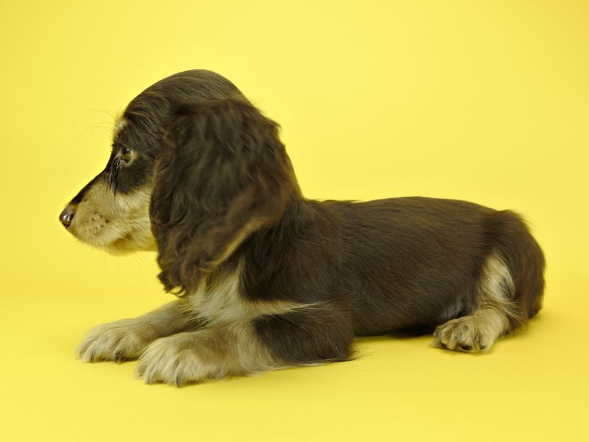 カニンヘンダックスフンド ロングヘアード キキ.mh & ジャック.mhの子犬 チョコクリーム 男の子_DSC3174 カニンヘンダックスフンド ロングヘアード キキ.mh & ジャック.mhの子犬 チョコクリーム 男の子