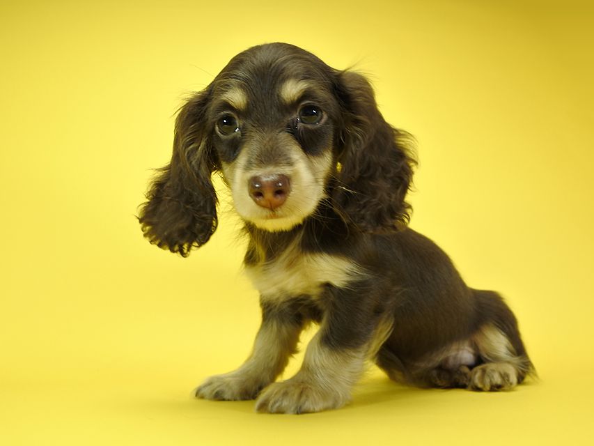 カニンヘンダックスフンド ロングヘアード キキ.mh & ジャック.mhの子犬 チョコクリーム 男の子_DSC3182 カニンヘンダックスフンド ロングヘアード キキ.mh & ジャック.mhの子犬 チョコクリーム 男の子