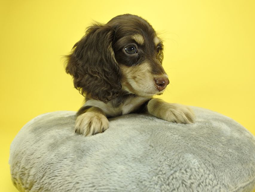 カニンヘンダックスフンド ロングヘアード キキ.mh & ジャック.mhの子犬 チョコクリーム 男の子_DSC3183 カニンヘンダックスフンド ロングヘアード キキ.mh & ジャック.mhの子犬 チョコクリーム 男の子