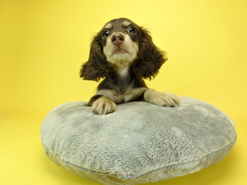 カニンヘンダックスフンド ロングヘアード キキ.mh & ジャック.mhの子犬 チョコクリーム 男の子_DSC3191 カニンヘンダックスフンド ロングヘアード キキ.mh & ジャック.mhの子犬 チョコクリーム 男の子