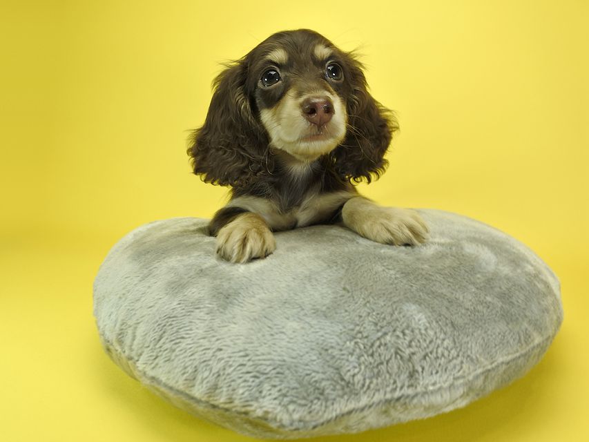 カニンヘンダックスフンド ロングヘアード キキ.mh & ジャック.mhの子犬 チョコクリーム 男の子_DSC3194 カニンヘンダックスフンド ロングヘアード キキ.mh & ジャック.mhの子犬 チョコクリーム 男の子