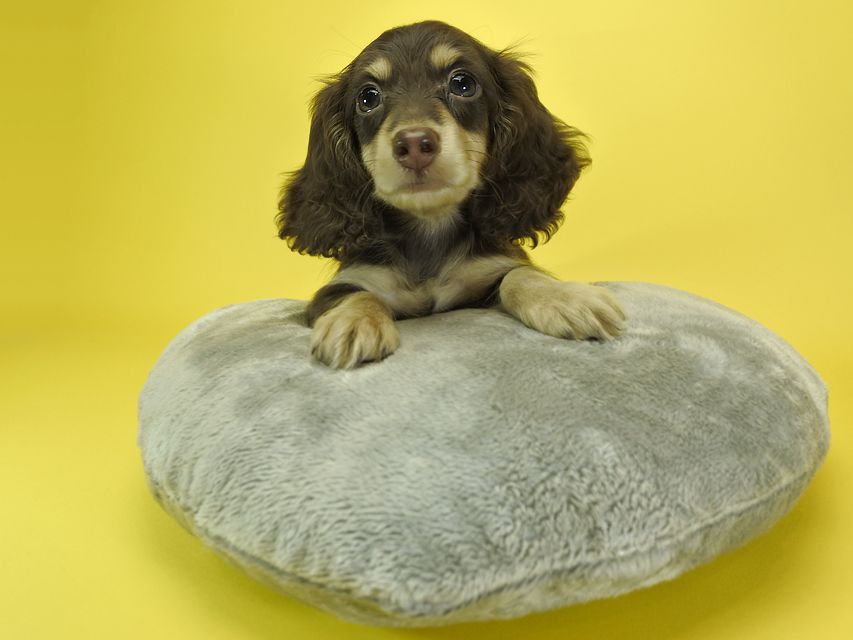 カニンヘンダックスフンド ロングヘアード キキ.mh & ジャック.mhの子犬 チョコクリーム 男の子_DSC3196 カニンヘンダックスフンド ロングヘアード キキ.mh & ジャック.mhの子犬 チョコクリーム 男の子