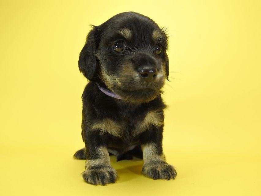 カニンヘンダックスフンド ロングヘアード ノエル.hp & バロン君の子犬 ブラッククリーム 男の子