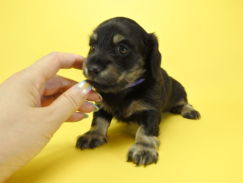 カニンヘンダックスフンド ロングヘアード ノエル.hp & バロン君の子犬 ブラッククリーム 男の子