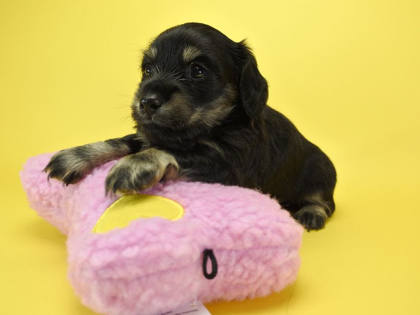 カニンヘンダックスフンド ロングヘアード ノエル.hp & バロン君の子犬 ブラッククリーム 男の子