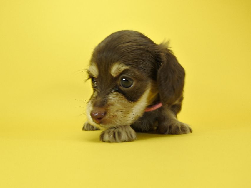 カニンヘンダックスフンド ロングヘアード ノエル.hp & バロン君の子犬 チョコクリーム 男の子_DSC3233 カニンヘンダックスフンド ロングヘアード ノエル.hp & バロン君の子犬 チョコクリーム 男の子