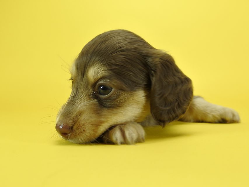 カニンヘンダックスフンド ルル.hb & スルガの子犬 チョコクリーム 女の子