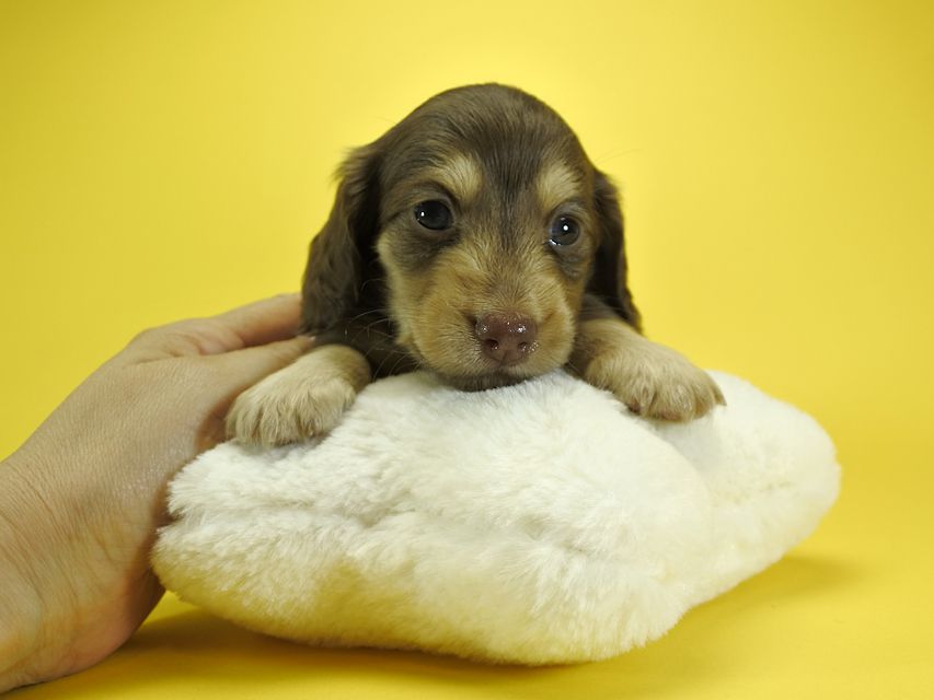 カニンヘンダックスフンド ルル.hb & スルガの子犬 チョコクリーム 女の子