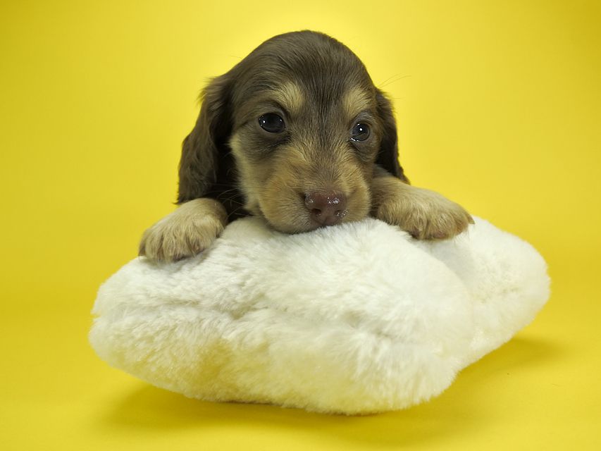 カニンヘンダックスフンド ルル.hb & スルガの子犬 チョコクリーム 女の子