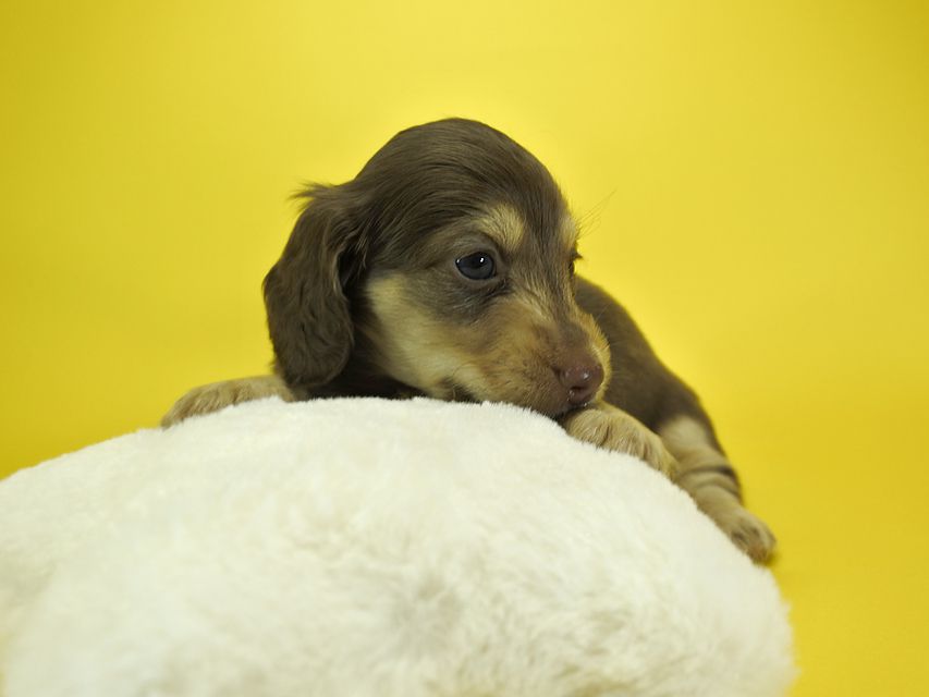 カニンヘンダックスフンド ルル.hb & スルガの子犬 チョコクリーム 女の子