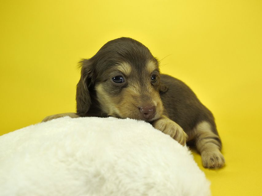 カニンヘンダックスフンド ルル.hb & スルガの子犬 チョコクリーム 女の子