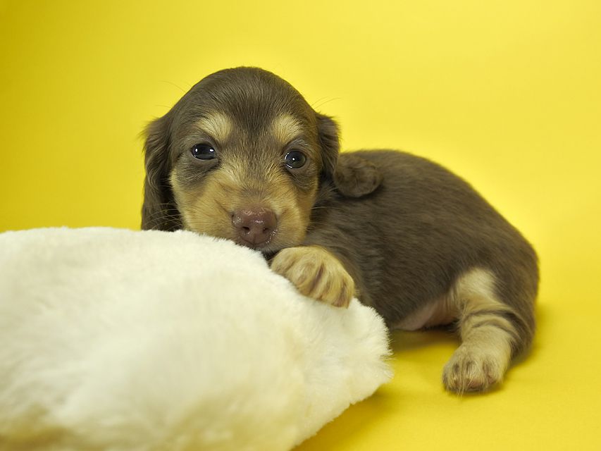 カニンヘンダックスフンド ルル.hb & スルガの子犬 チョコクリーム 女の子