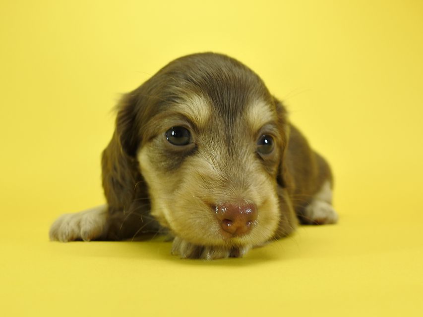 カニンヘンダックスフンド ルル.hb & スルガの子犬 チョコクリーム 女の子