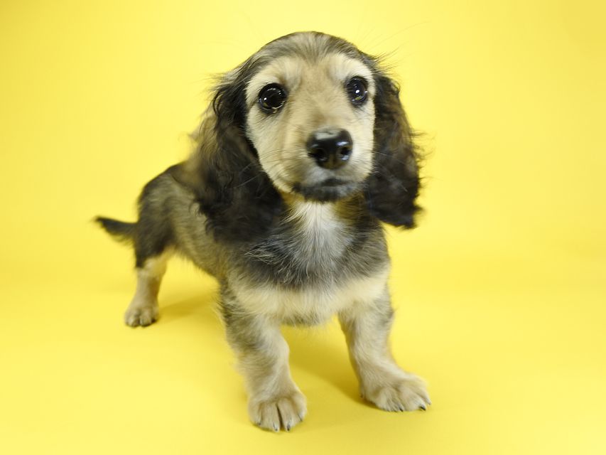 カニンヘンダックスフンド ナツ.mh & アン.mhの子犬 シェーデットクリーム 女の子