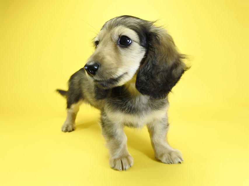 カニンヘンダックスフンド ナツ.mh & アン.mhの子犬 シェーデットクリーム 女の子