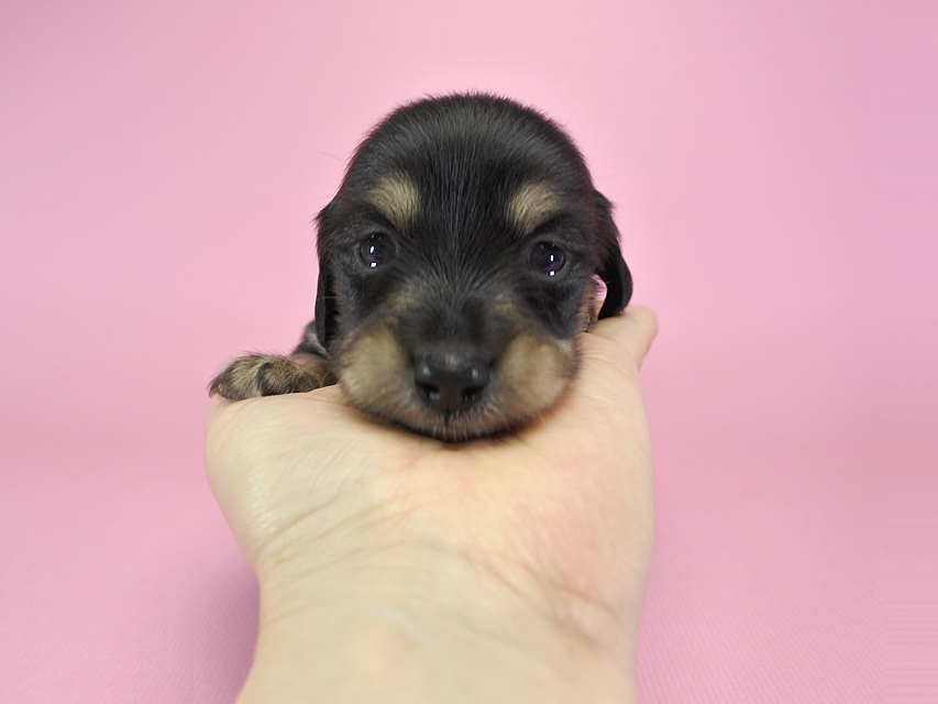 カニンヘンダックスフンド グリム & 武蔵の子犬 ブラッククリーム 男の子 お写真初登場