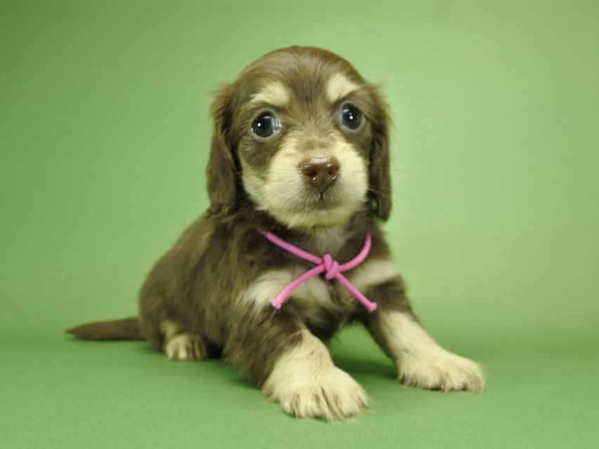 カニンヘンダックスフンド ノエル.hp & バロン君の子犬 チョコクリーム 男の子_DSC3647 カニンヘンダックスフンド ノエル.hp & バロン君の子犬 チョコクリーム 男の子