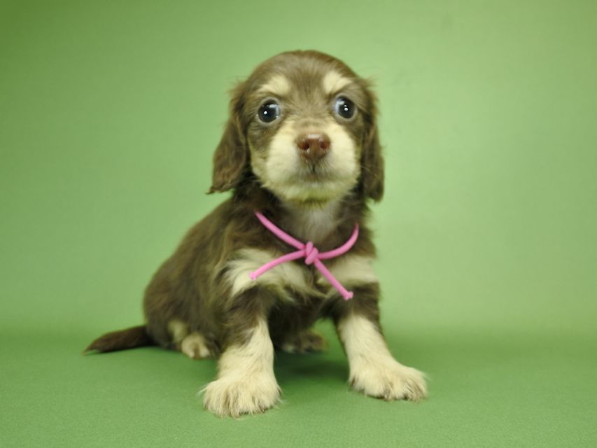 カニンヘンダックスフンド ノエル.hp & バロン君の子犬 チョコクリーム 男の子_DSC3653 カニンヘンダックスフンド ノエル.hp & バロン君の子犬 チョコクリーム 男の子