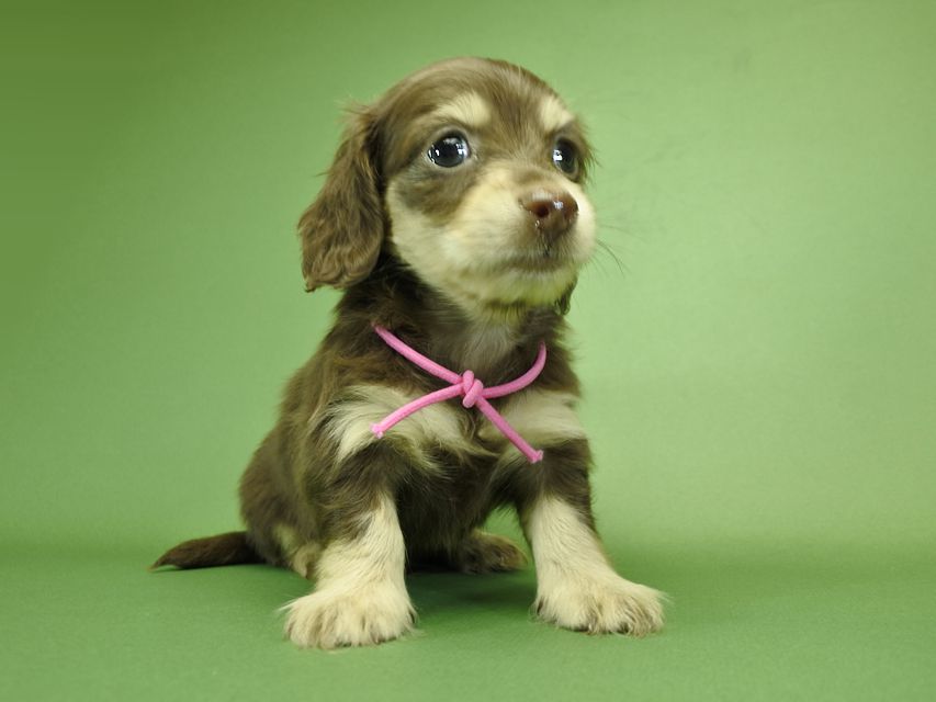 カニンヘンダックスフンド ノエル.hp & バロン君の子犬 チョコクリーム 男の子_DSC3654 カニンヘンダックスフンド ノエル.hp & バロン君の子犬 チョコクリーム 男の子