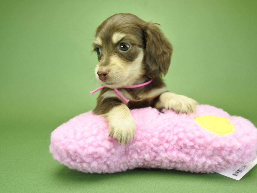 カニンヘンダックスフンド ノエル.hp & バロン君の子犬 チョコクリーム 男の子_DSC3669 カニンヘンダックスフンド ノエル.hp & バロン君の子犬 チョコクリーム 男の子