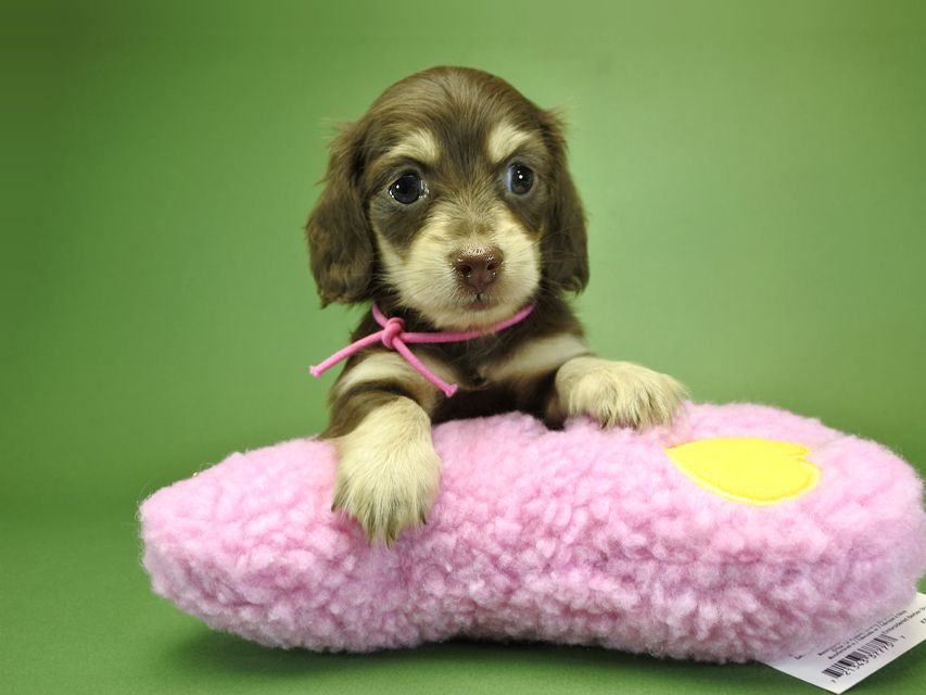 カニンヘンダックスフンド ノエル.hp & バロン君の子犬 チョコクリーム 男の子_DSC3670 カニンヘンダックスフンド ノエル.hp & バロン君の子犬 チョコクリーム 男の子