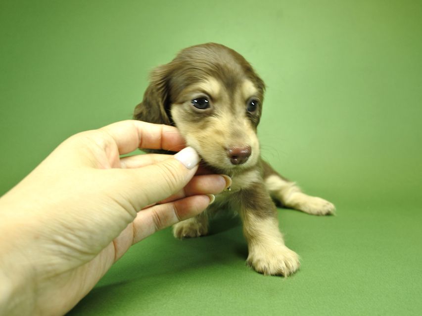 カニンヘンダックスフンド ルル.hb & スルガの子犬 チョコクリーム 女の子_DSC3734 カニンヘンダックスフンド ルル.hb & スルガの子犬 チョコクリーム 女の子
