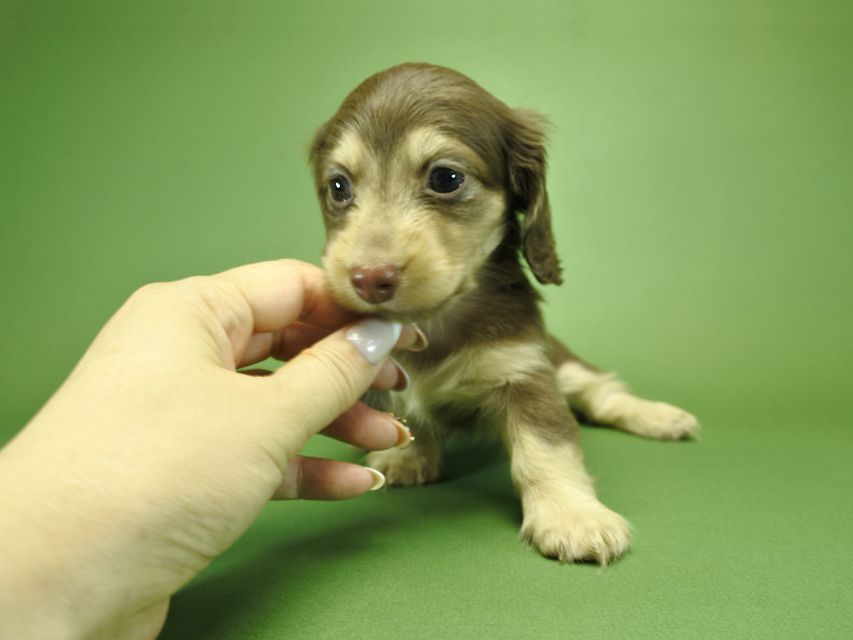 カニンヘンダックスフンド ルル.hb & スルガの子犬 チョコクリーム 女の子_DSC3735 カニンヘンダックスフンド ルル.hb & スルガの子犬 チョコクリーム 女の子