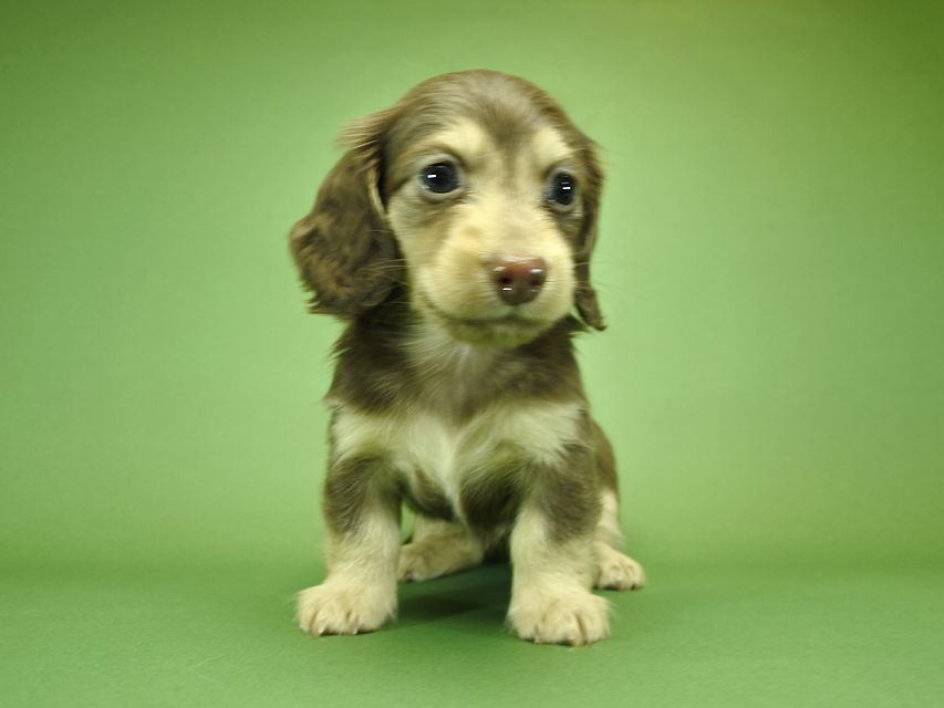 カニンヘンダックスフンド ルル.hb & スルガの子犬 チョコクリーム 女の子_DSC3744 カニンヘンダックスフンド ルル.hb & スルガの子犬 チョコクリーム 女の子