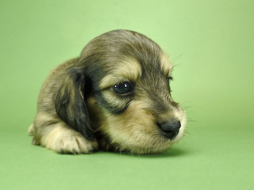 カニンヘンダックスフンド グリム & 武蔵の子犬 シェーデットクリーム 男の子