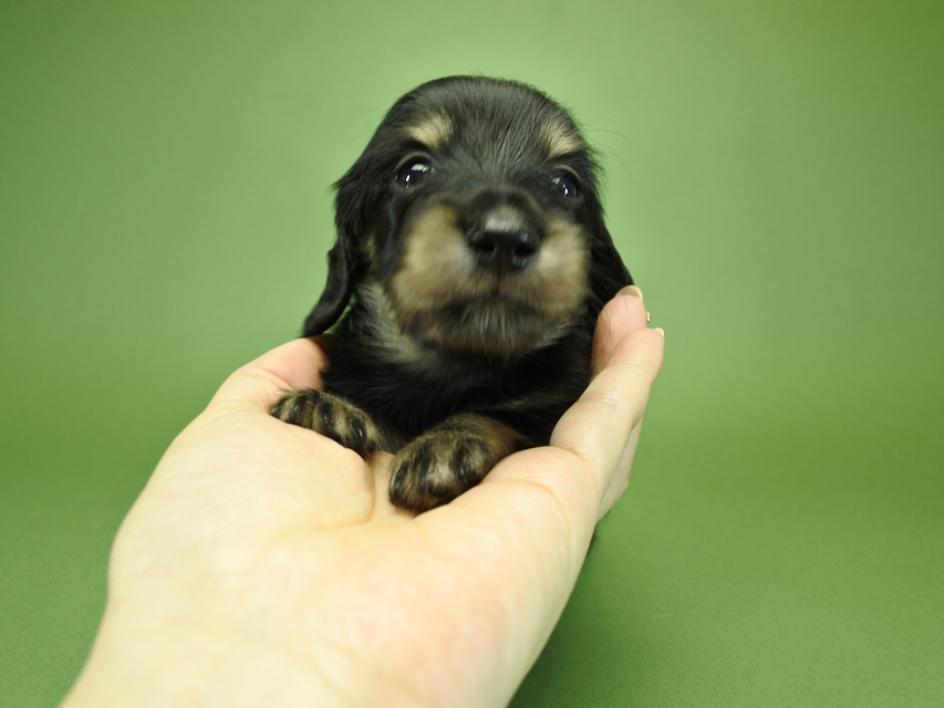 カニンヘンダックスフンド グリム & 武蔵の子犬 ブラッククリーム 女の子