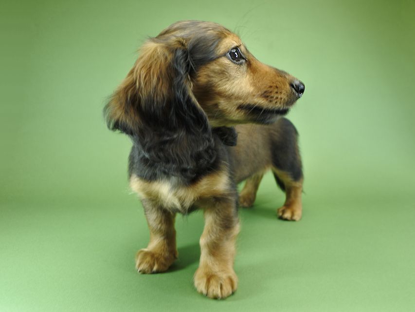 カニンヘンダックスフンド ナツ.mh & アン.mhの子犬 シェーデットレッド 女の子（1）