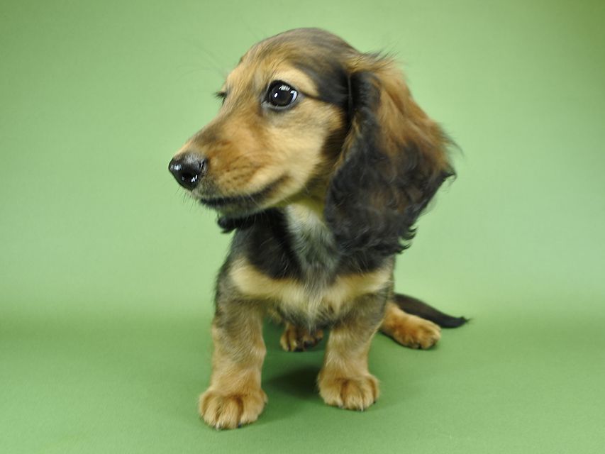 カニンヘンダックスフンド ナツ.mh & アン.mhの子犬 シェーデットレッド 女の子（1）