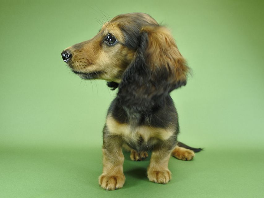 カニンヘンダックスフンド ナツ.mh & アン.mhの子犬 シェーデットレッド 女の子（1）