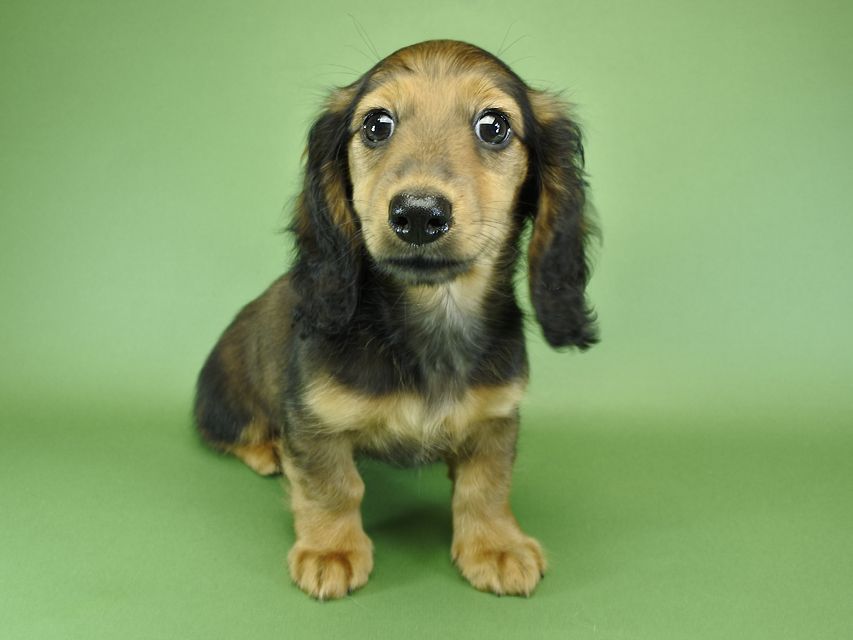 カニンヘンダックスフンド ナツ.mh & アン.mhの子犬 シェーデットレッド 女の子（1）