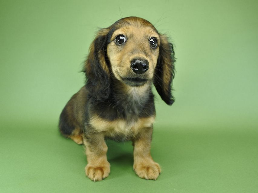 カニンヘンダックスフンド ナツ.mh & アン.mhの子犬 シェーデットレッド 女の子（1）