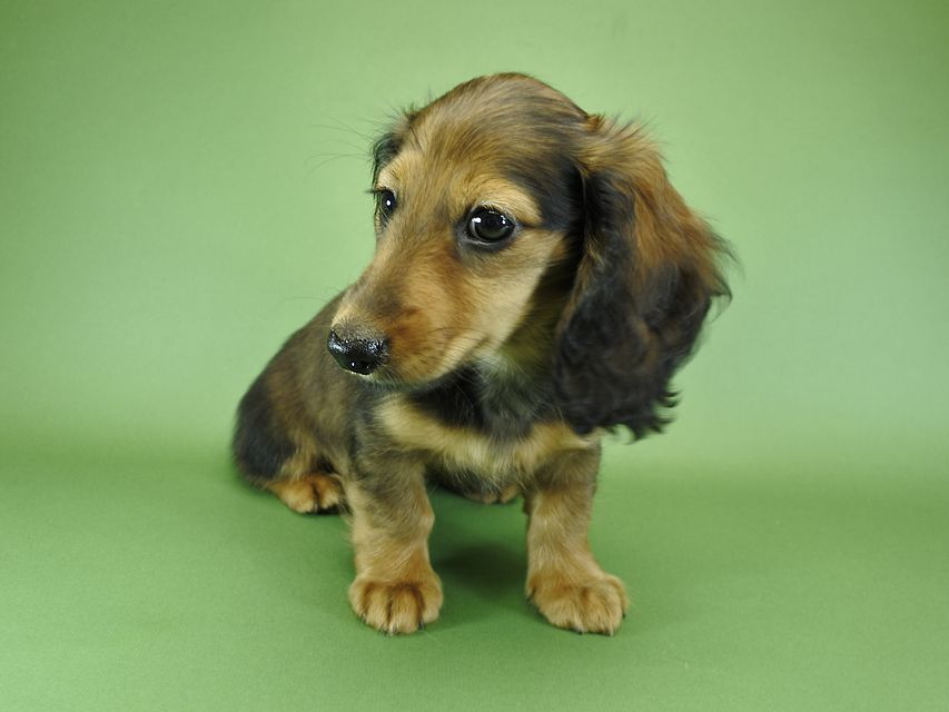 カニンヘンダックスフンド ナツ.mh & アン.mhの子犬 シェーデットレッド 女の子（1）