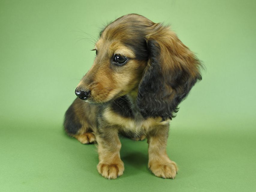 カニンヘンダックスフンド ナツ.mh & アン.mhの子犬 シェーデットレッド 女の子（1）