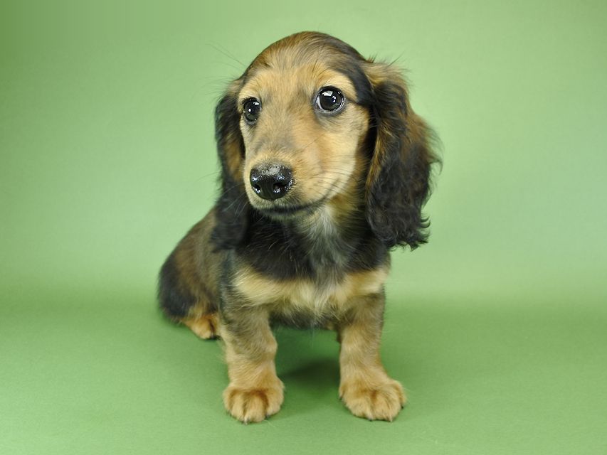 カニンヘンダックスフンド ナツ.mh & アン.mhの子犬 シェーデットレッド 女の子（1）