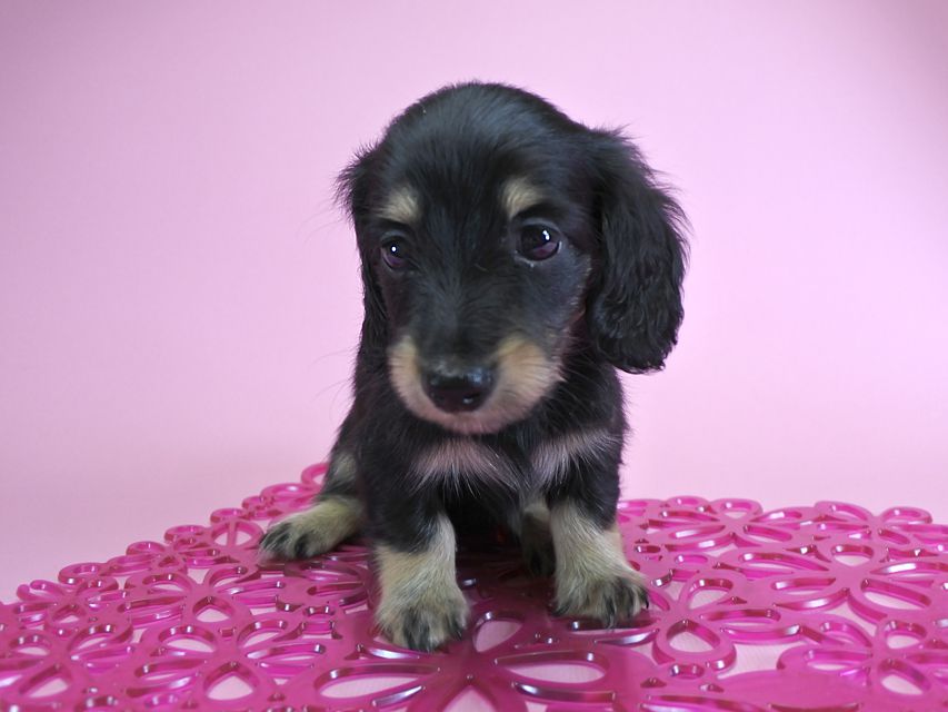 ダックスフンド カニンヘン グリム & 武蔵の子犬 ブラッククリーム 女の子